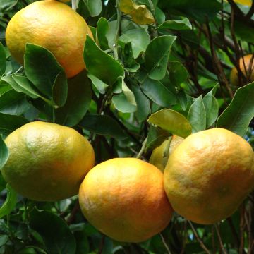 Mandaríno Keraji - Citrus reticulata