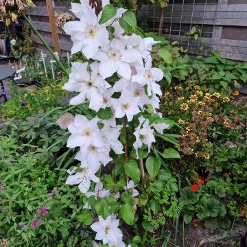 Clematis Guernsey Flute