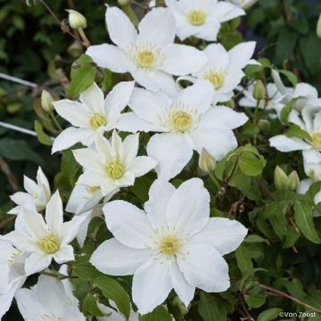 Clematis Madame Blanc