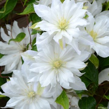 Clematis - Clematis First Love