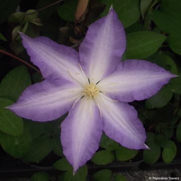 Clematis Ice Crystal