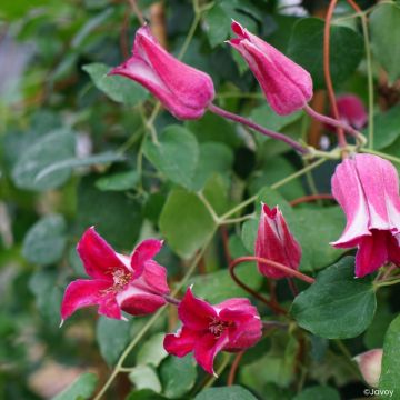 Clematis texensis Notre-Dame de Paris - Flor de cuero escarlata