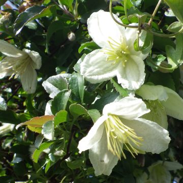 Clematis cirrhosa Wisley Cream - Aján