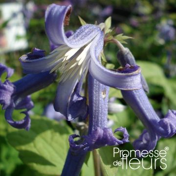 Clematis heracleifolia Côte d'Azur
