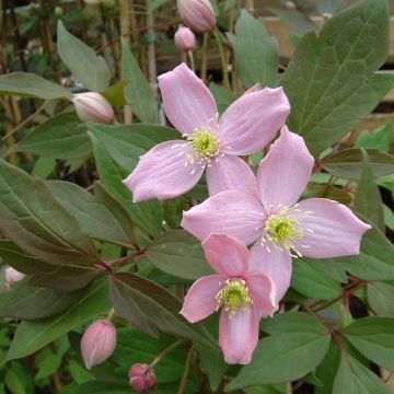 Clematis montana Fragrant Spring