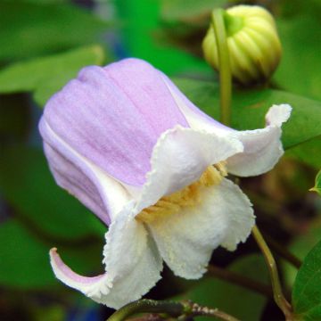 Clematis Annabella