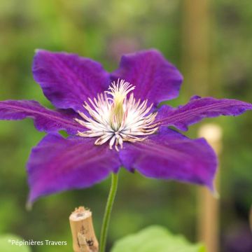 Clematis Burma Star en macetas de 2L./3L.