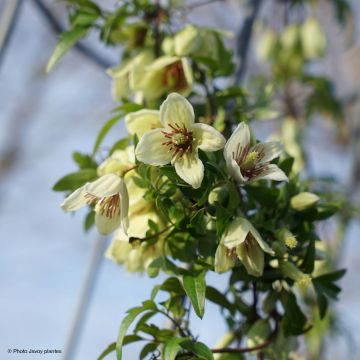 Clematis napaulensis Christmas Surprise