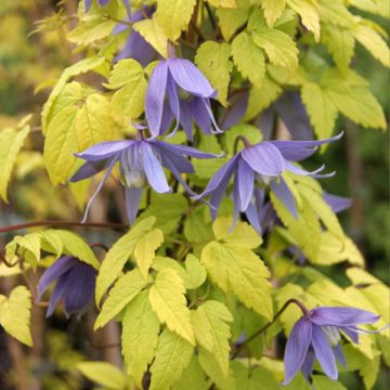 Clematis Stolwijk Gold