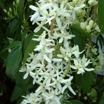 Clematis armandii Little White Charm - Clemátide de Armand