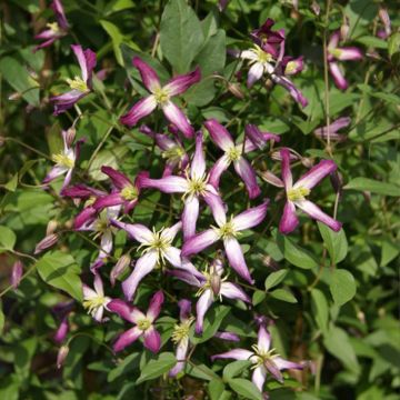 Clematis flammula rubromarginata - Clemátide olorosa