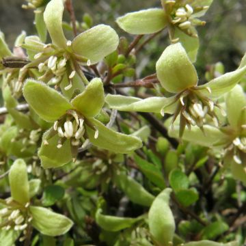 Clematis marata