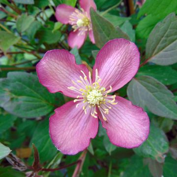 Clematis montana Van Gogh