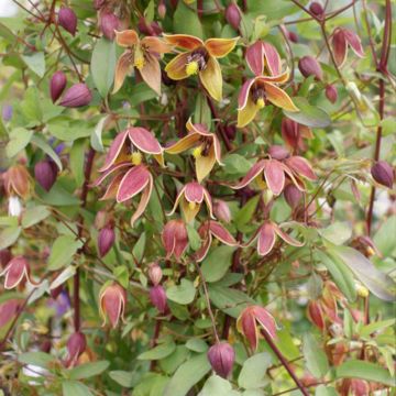 Clematis tangutica My Angel