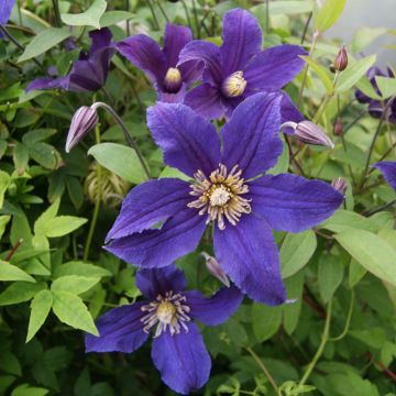 Clematis Hudson River
