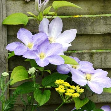 Clematis Success Lavender