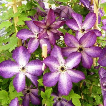 Clematis florida Venosa Violacea