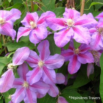 Clematis Vivienne Beth Currie