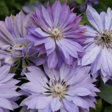 Clematis Teshio
