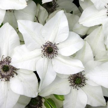 Clematis florida Pistacho