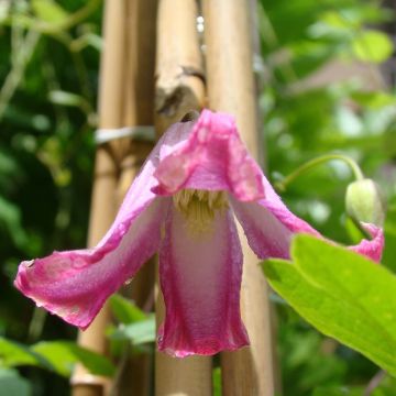 Clematis texensis Odoriba - Flor de cuero escarlata