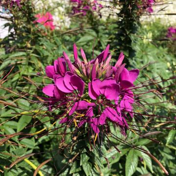 Flor araña - Cleome hassleriana Sparkler 2.0 Purple
