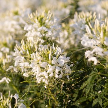 Flor araña - Cleome hassleriana Sparkler 2.0 White