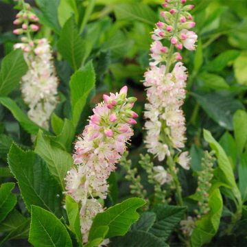 Clethra alnifolia Rosea - Arbusto de la pimienta dulce