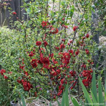 Chaenomeles speciosa Double Delice Love - Membrillero del Japón