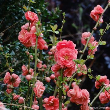 Chaenomeles speciosa Double Delice Passion - Membrillero del Japón