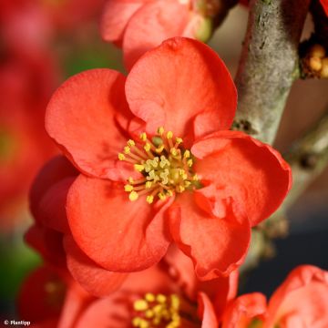 Membrillero del Japón Red Kimono - Chaenomeles speciosa