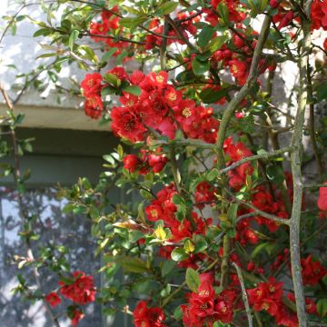 Membrillero del Japón Fire dance - Chaenomeles speciosa