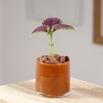 Cóleo MS Abbey Road - Coleus 