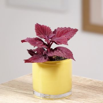 Cóleo MS Second Street - Coleus 