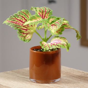 Cóleo Spacecake - Coleus 