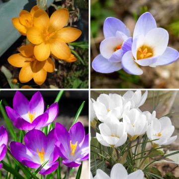 Colección de 115 Crocus Botánicos