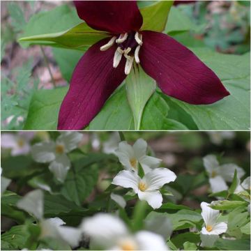 Colección 2 Trilliums