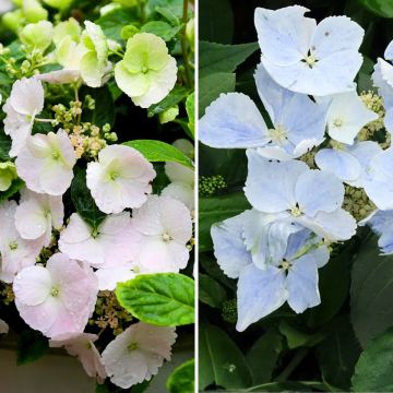 Set of 2 interspecific hortensias