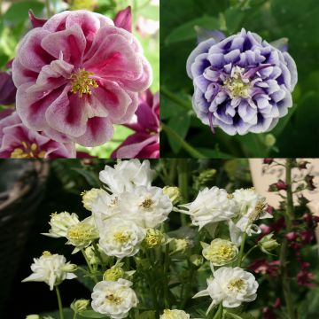 Conjunto de 3 Aquilegias Winky Doble