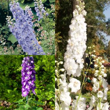 Colección 3 Delphiniums