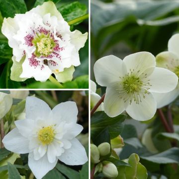Colección de 3 Helleboros blancos