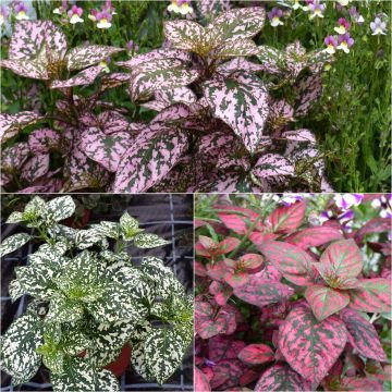 Colección 3 Hypoestes Hippo