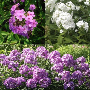 Colección 3 Phlox paniculata
