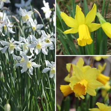 Conjunto de 30 Narcisos tempranos