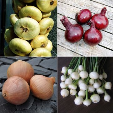 Colección de 4 bulbos de colores