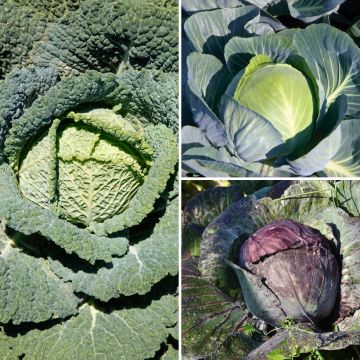 Colección de 9 plantas de repollo en cuello