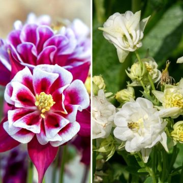 Conjunto de 3 Aquilegias Winky Doble