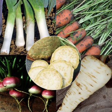 Colección Caldo de Verduras