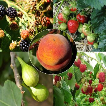 Conjunto Mermeladas Plus - 5 árboles frutales y frutos pequeños