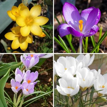 Colección Crocus Botánicos